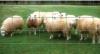 Grillage PATURAGE LIPPI
